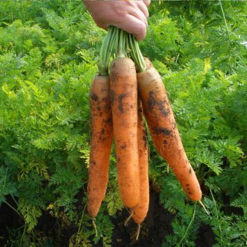 Колосеум F1 семена моркови Берликум (Semo)