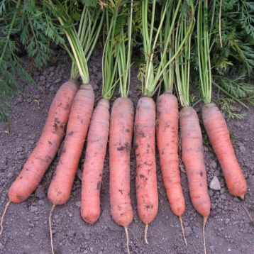 Краска семена моркови Берликум (Semo)