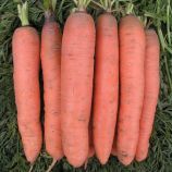 Рубина семена моркови Берликум (Semo)