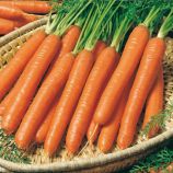 Смирна семена моркови Нантская (Semo)