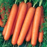 Ванда семена моркови Нантес (Semo)