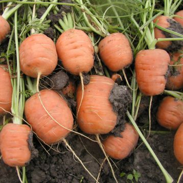 Рондо семена моркови Берликум Парижский маркет (Semo)