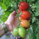 Блумко F1 семена томата индет. среднего 100-110 дн. слив. 50-80 гр. красный (Semo)