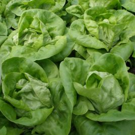Неферін насіння салату тип Маслянистий (Semo)
