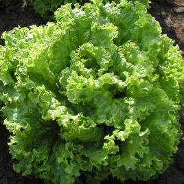 Золтан семена салата тип Батавия (Semo)