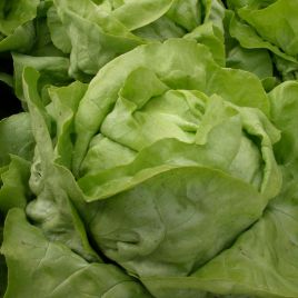 Меркуріон насіння салату тип Маслянистий (Semo)