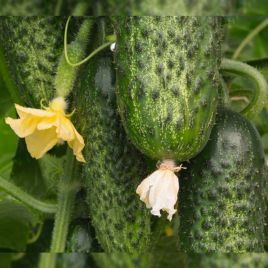 Амарок F1 насіння огірка партенокарпічного (Bejo)