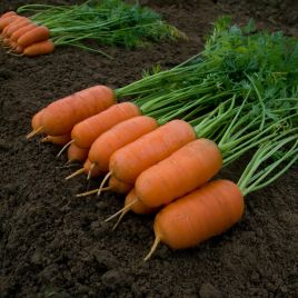 Арон F1 семена моркови ранней 75-80 дн. 10-12 см (Moravoseed)