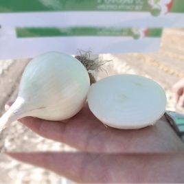 Бело Бланко F1 насіння цибулі ріпчастої білої середньої 110-120 дн. (Sakata)