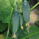 Коломбо F1 (ГБ 08 F1, GB 08 F1) семена огурца корнишона партенокарп. раннего 40-45 дн. 9-13 см (LibraSeeds)
