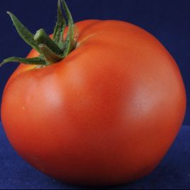 Твінкле F1 (Twinkle) насіння томата дет. раннього 83-85 дн. окр. 150-160 гр. (Елітний ряд)
