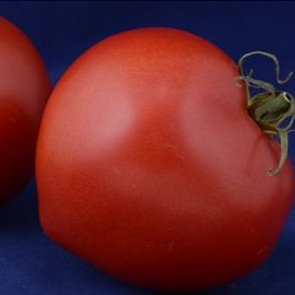 Блоссом F1 (Blossom) семена томата дет. с носиком раннего 85-90 дн. 150-180 гр. (Элитный ряд)