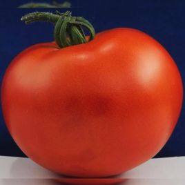Верона F1 насіння помідора детермінантного (Елітний Ряд)
