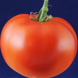 Ліберті F1 насіння томата детермінантного (Елітний ряд)