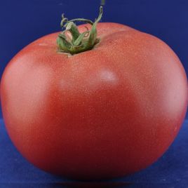 Сансет F1 насіння томата індетермінантного (Елітний ряд)