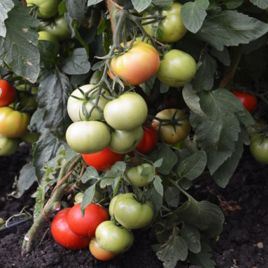 Атлант F1 насіння томата індетермінантного (Елітний ряд)