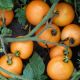 Оранж семена томата дет. оранжевого (Semo)