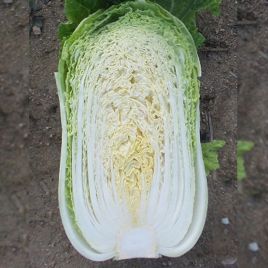 Пикалина F1 семена пекинской капусты средней 65-70 дн. 1,2-2,0 кг (Solare Sementi)