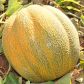 Танга семена дыни 4-6 кг (Solare Sementi)