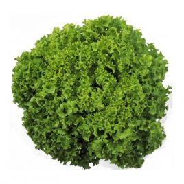 Онікс насіння салату тип Лолло Біонда (Bayer Nunhems)
