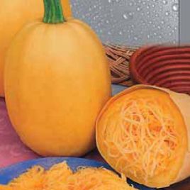 Спагетти Равиоло семена кабачка среднего 55-65 дн цилиндр07-22 кг 30 см желт (Seedera)