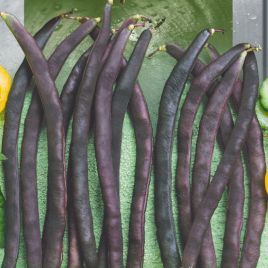 Блаухильде семена фасоли спаржевой вьющейся фиолет. (Seedera)