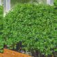 Гладколистный семена кресс-салата раннего 20-28 дн. зел. (Seedera)