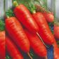 Каротель семена моркови средней 90-120 дн 14-16 см 100-130 гр (Seedera)