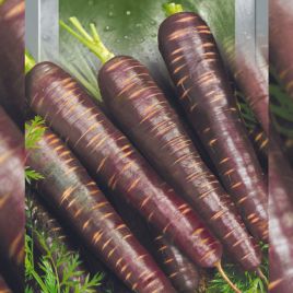Пурпурный космос семена моркови поздней 135 дн. 140-170 гр. фиолетовой (Seedera)