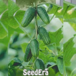 Колибри F1 семена огурца корнишона партекарп. 5-8 см (Seedera) НЕТ ТОВАРА