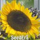Ласунка насіння соняшника (Seedera)