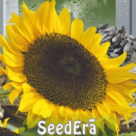 Ласунка семена подсолнуха (Seedera)