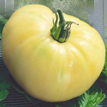 Біла вишня насіння томата індетермінантного (Seedera)
