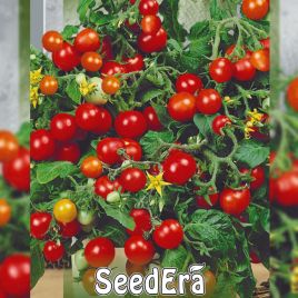 Бонсай семена томата дет. черри ультрараннего 85-90дн комнатного окр. 20-30г красн. (Seedera)