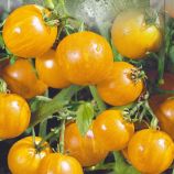 Вернісаж жовтий насіння томата індетермінантного (Seedera)