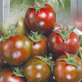 Вернісаж чорний насіння помідора індетермінантного (Seedera)