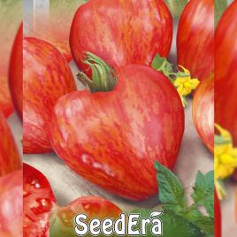 Волове серце смугасте насіння томата індетермінантного (Seedera)