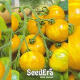Зебра желтая семена томата индет. среднепозднего окр.-прип. 400-500г полосат. желт. (Seedera)