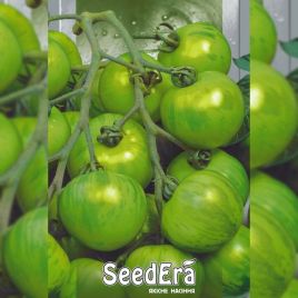 Зебра зелена насіння помідора індетермінантного (Seedera)