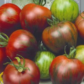 Зебра чорна насіння помідора індетермінантного (Seedera)