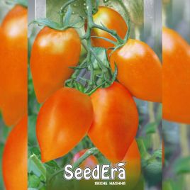 Золотой Кенигсберг насіння помідора індетермінантного (Seedera)