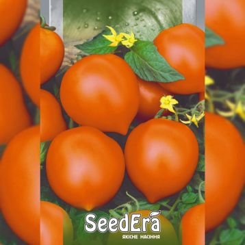 Золото Илини насіння помідора індетермінантного (Seedera)