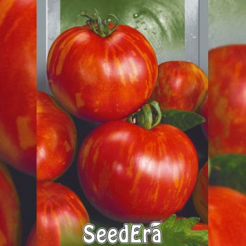 Королівська краса насіння помідора індетермінантного (Seedera)