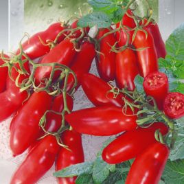 Башмачкі (Черевички) насіння томату індетермінантного (Seedera)