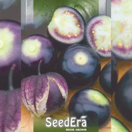 Пурпурний насіння фізаліса (Seedera)