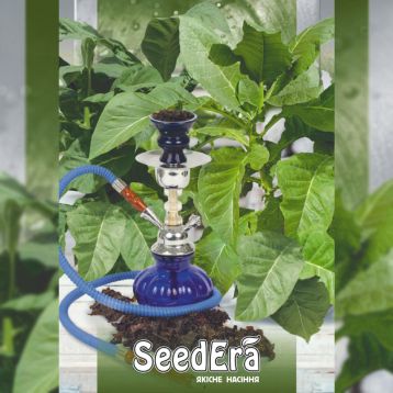 Боливийский черный семена табака курительного (Seedera)