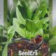 Вірджинія насіння тютюну курильного (Seedera)