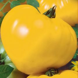 Бычье сердце золотое семена томата индет. среднего 110-120дн. сердц. 100-160гр. желт. (Семена Украины)