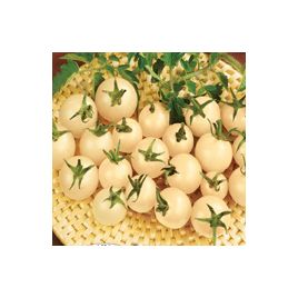Сніжний насіння помідора індетермінантного черрі (Семена Украины)
