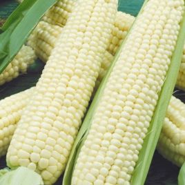 Белоснежка семена кукурузи сладкой Sh2 среднеранней 80-85дн. 18-20см 200-250гр бел. (Семена Украины)